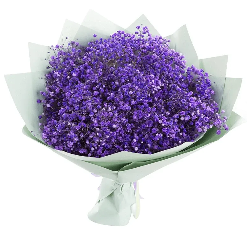 Гипсофила фиолетовая